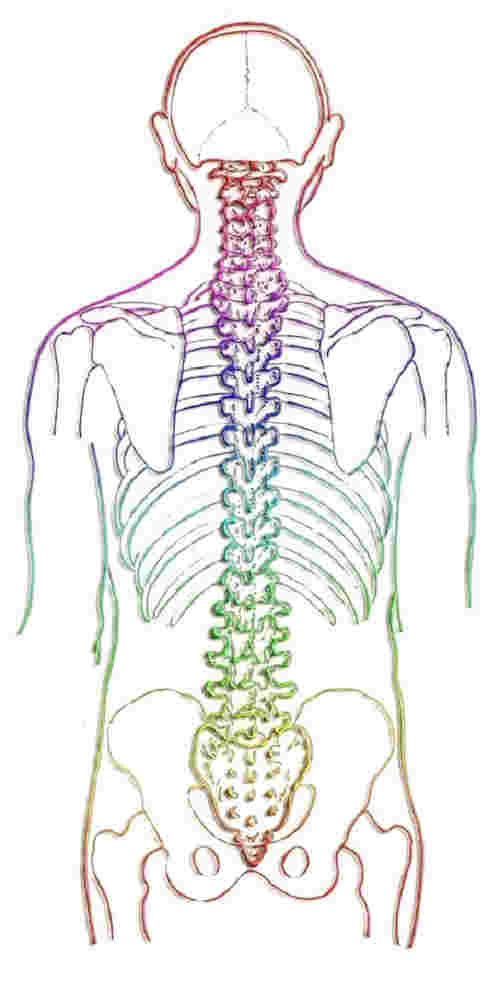 Anatomie de la colonne vertébrale